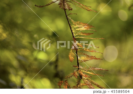 大自然　葉っぱの色　 45589504