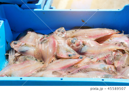Containers with catch sea fish delicacies flatfish 45589507