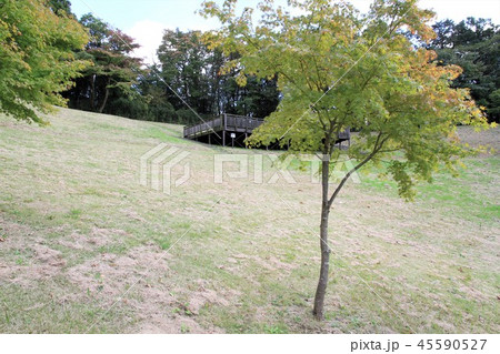 神奈川県厚木市 あつぎつつじの丘公園 神奈川県厚木市 あつぎつつじの丘公園 45590527