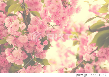 Cherry pink blossoms close up Cherry pink blossoms close up 45591065