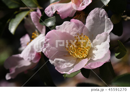 サザンカ(豊麗) サザンカ(豊麗) 45591270