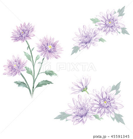 菊の花 セットのイラスト素材 45591345 Pixta