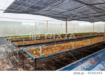 Cultivated organic green red oak lettuce in plant Cultivated organic green red oak lettuce in plant 45591443