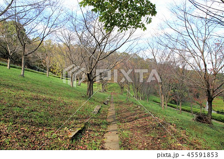 神奈川県厚木市 あつぎつつじの丘公園 神奈川県厚木市 あつぎつつじの丘公園 45591853