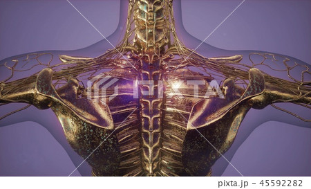 Human Body with Visible Skeletal Bones 45592282