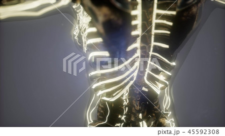 Human Body with Glow Blood Vessels 45592308