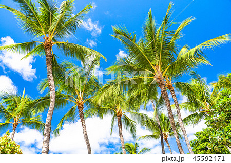 ハワイ ヤシの木 ワイキキビーチの写真素材