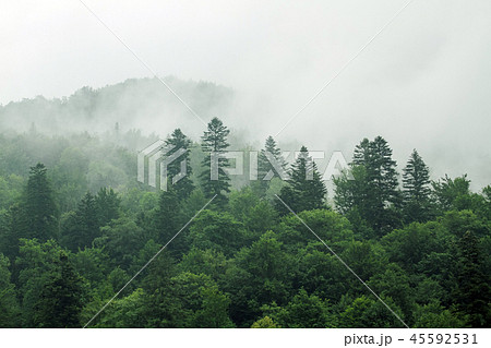 Spruce trees if fog 45592531