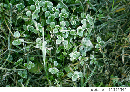 Frozen plants Frozen plants 45592543