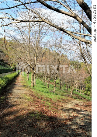 神奈川県厚木市 あつぎつつじの丘公園 神奈川県厚木市 あつぎつつじの丘公園 45592581