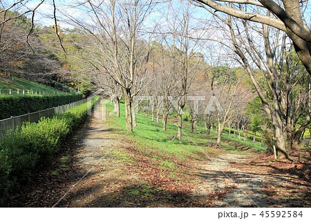 神奈川県厚木市 あつぎつつじの丘公園 神奈川県厚木市 あつぎつつじの丘公園 45592584