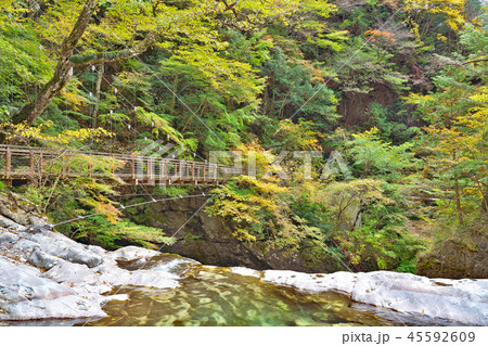 【御手洗渓谷の紅葉】 奈良県天川村北角地内 【御手洗渓谷の紅葉】 奈良県天川村北角地内 45592609