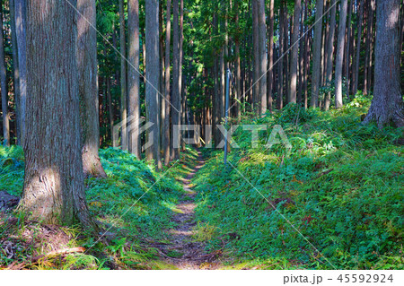 【熊野古道 中辺路街道】 和歌山県田辺市本宮町大居 【熊野古道 中辺路街道】 和歌山県田辺市本宮町大居 45592924