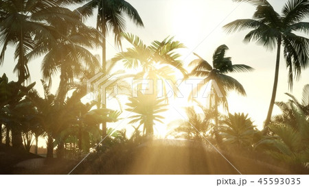 Sunset Beams through Palm Trees Sunset Beams through Palm Trees 45593035