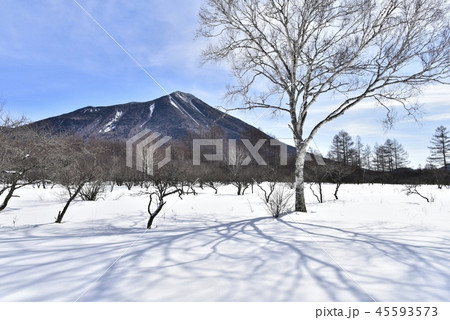 冬の戦場ヶ原と男体山に白樺の木 45593573