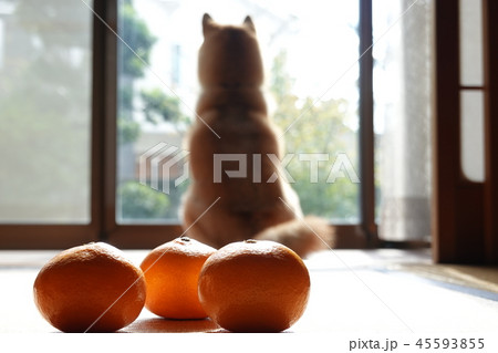 柴犬 みかん 冬 和室 縁側 45593855