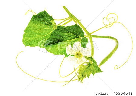 Green sprout Lagenaria with white flower 45594042