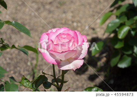 ニコール 45594873