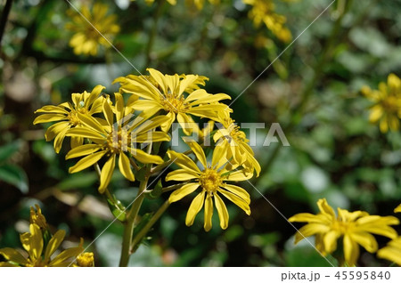 ツワブキの花 45595840