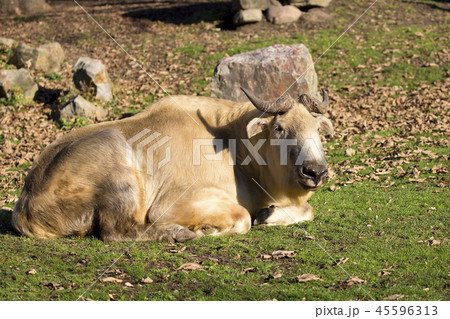 Takin in a clearing  45596313