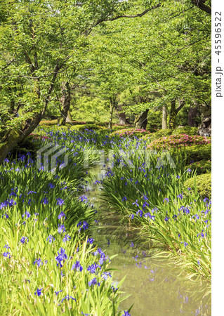 初夏の兼六園 カキツバタ咲く曲水 初夏の兼六園 カキツバタ咲く曲水 45596522