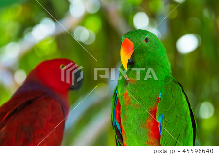 Parrots in Bali Island Indonesia 45596640
