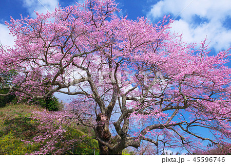 一本桜 - 是哉寺地蔵桜 45596746