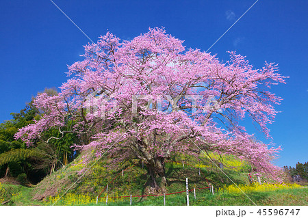 一本桜 - 是哉寺地蔵桜 一本桜 - 是哉寺地蔵桜 45596747
