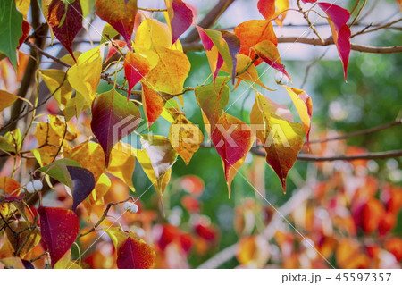 秋の風景＿色づく樹々＿紅葉、秋のイメージ 45597357
