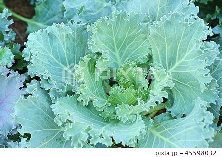 Cabbage garden in tropical Cabbage garden in tropical 45598032
