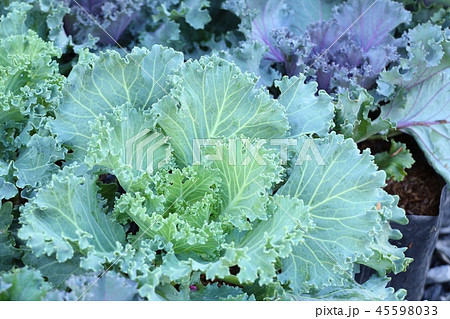Cabbage garden in tropical Cabbage garden in tropical 45598033