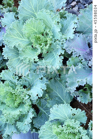 Cabbage garden in tropical 45598034