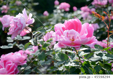 ケアフリーワンダー バラ 薔薇 ピンクの写真素材 45598294 Pixta