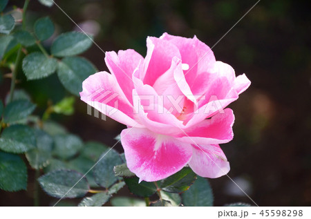 ケアフリーワンダー　バラ　薔薇　ピンク 45598298