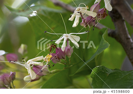 クサギの花 クサギの花 45598600