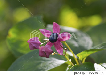 クサギの実のアップ 45598603