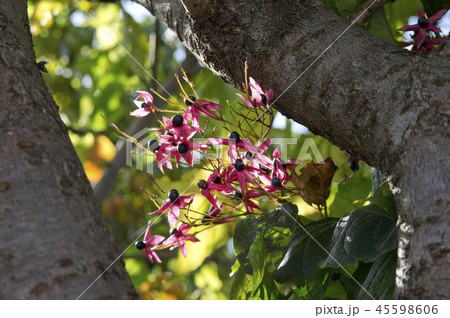 逆光を受けるクサギの実 逆光を受けるクサギの実 45598606