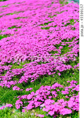 芝桜 芝桜 45599157