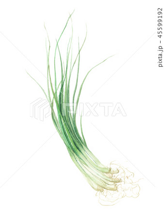 シブレット 45599192