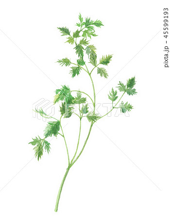 チャービル 45599193