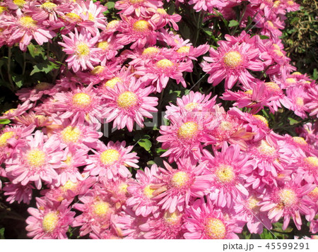 綺麗な菊の花 45599291