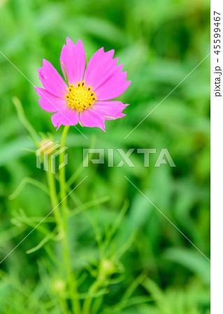 コスモス コスモス 45599467