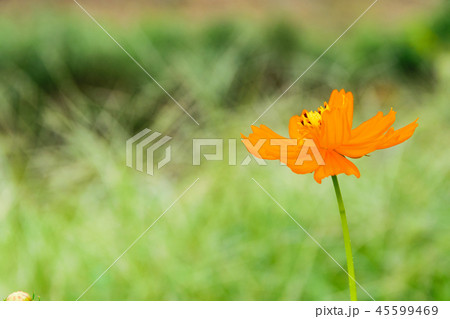 コスモス コスモス 45599469