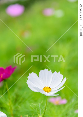 秋桜 45599532