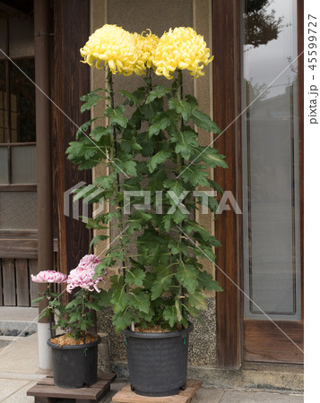 菊の三本立て 菊の三本立て 45599727