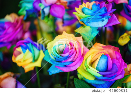 rainbow rose flowers with colorful petals. 45600351