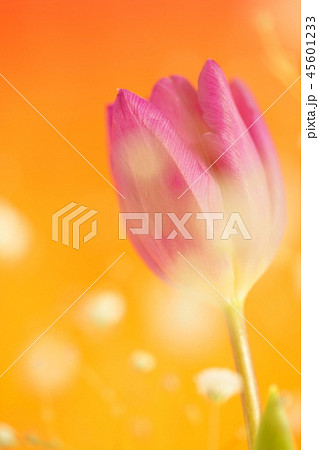 花 花 45601233