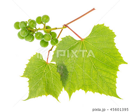 Branch of green unripe grapes with leaves on white background 45601395