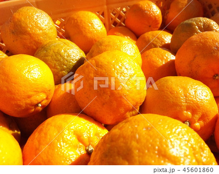 画面一杯にポンカン 画面一杯にポンカン 45601860