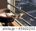 フトアゴヒゲトカゲ 45602232